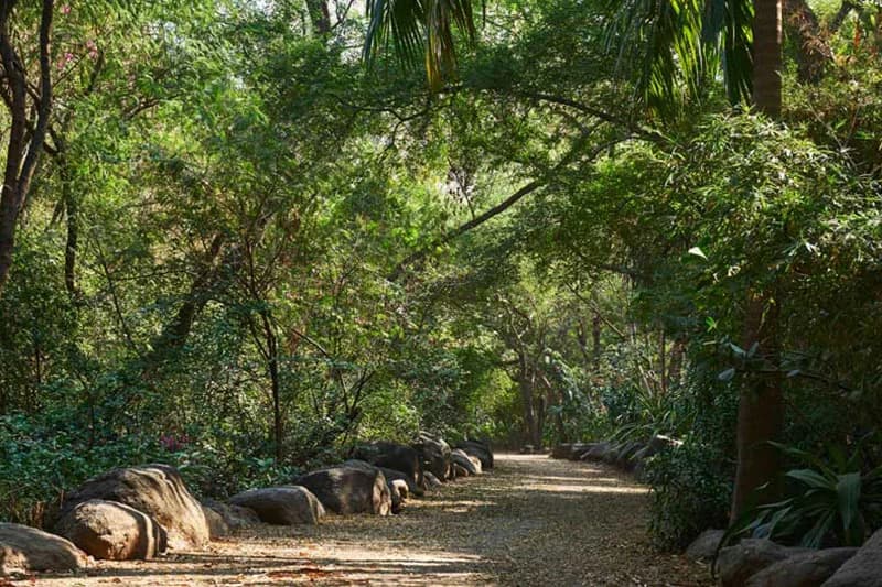 Forest Garden